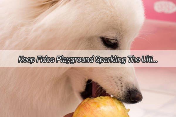 Keep Fidos Playground Sparkling The Ultimate Guide to Disinfecting Your Dogs Domain